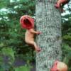 Baby Tree 1985
